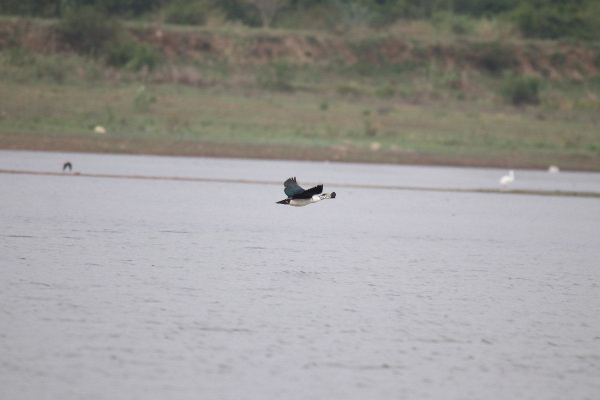 Knob-billed Duck - ML638227692