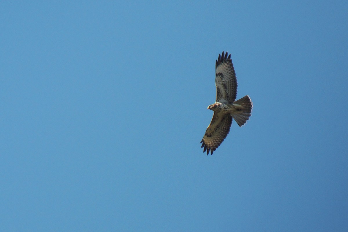 Common Buzzard (Canary Is.) - ML638227694