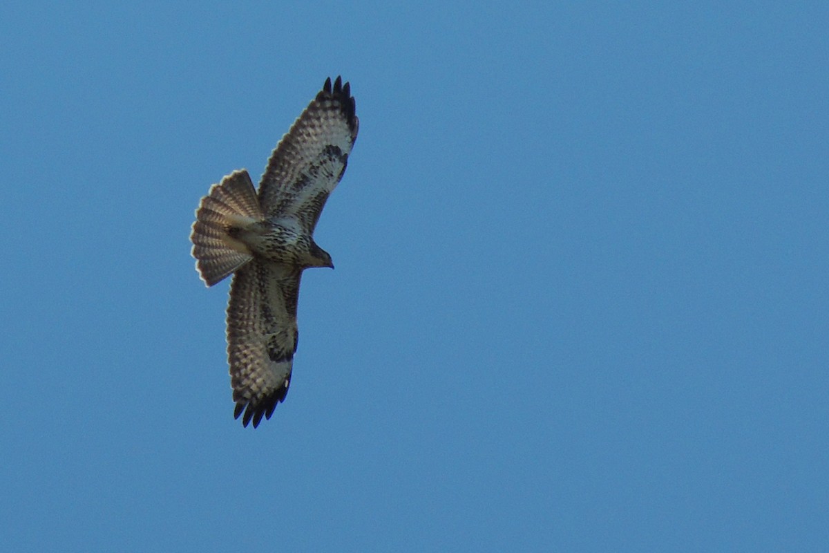 Common Buzzard (Canary Is.) - ML638227696