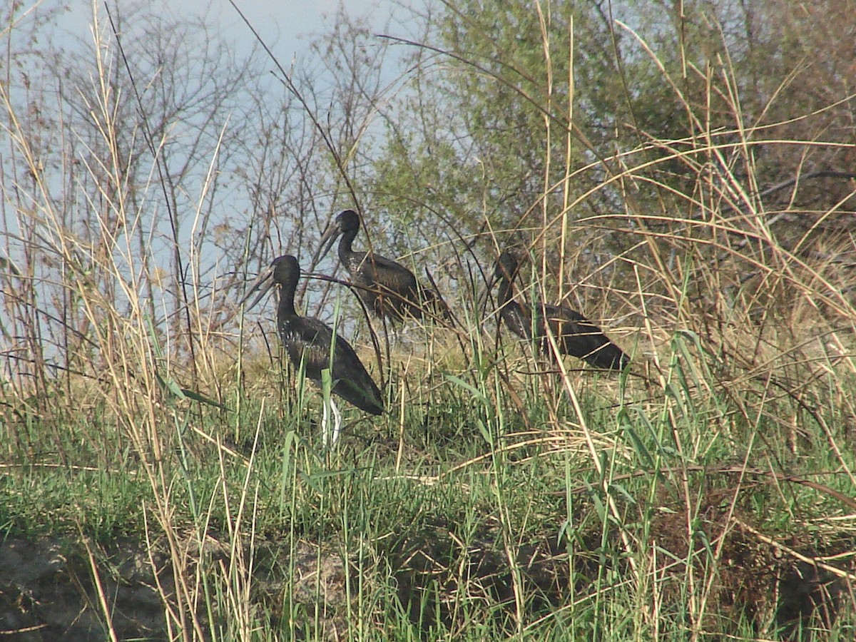 African Openbill - ML638227698
