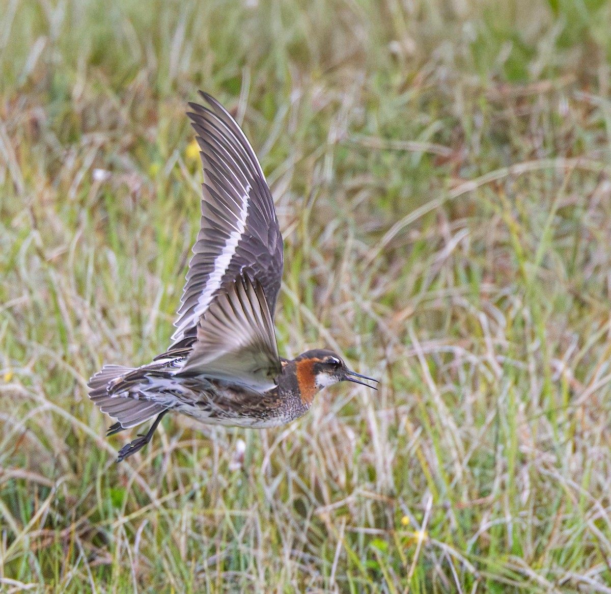 Red-necked Phalarope - ML638227727