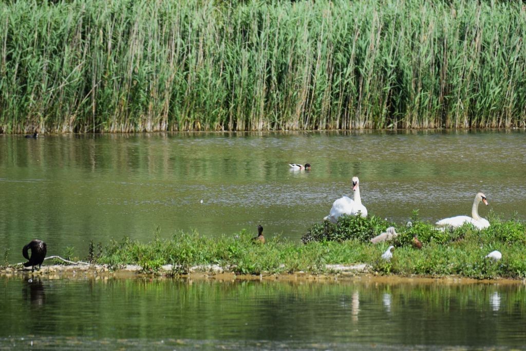 Common Shelduck - ML638227735
