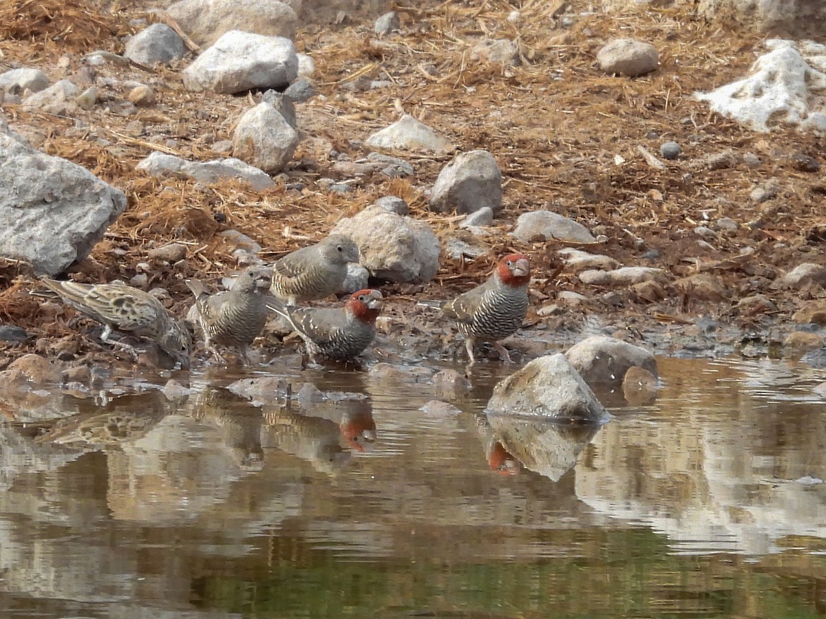 Red-headed Finch - ML638227742