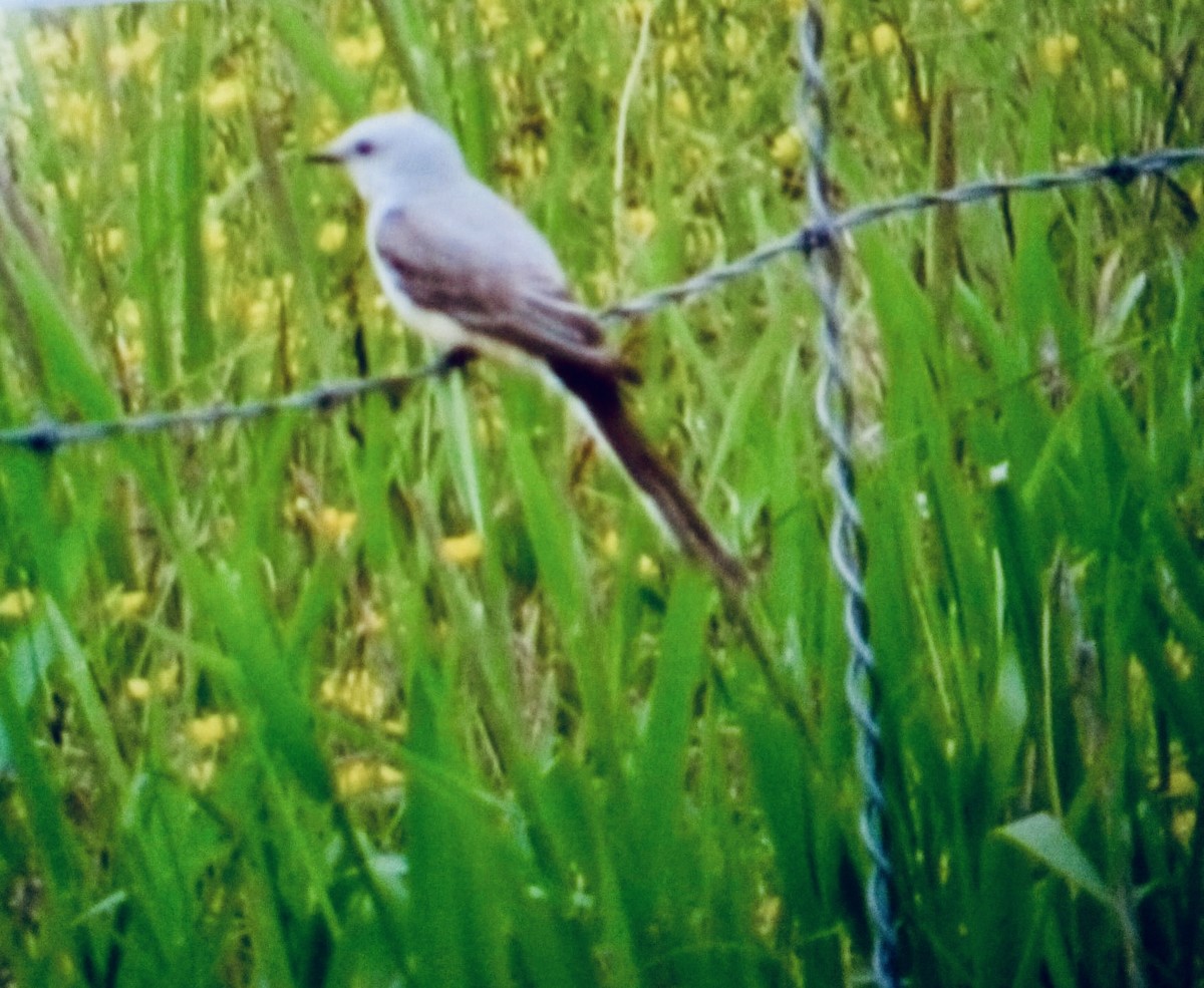 Scissor-tailed Flycatcher - ML638227749
