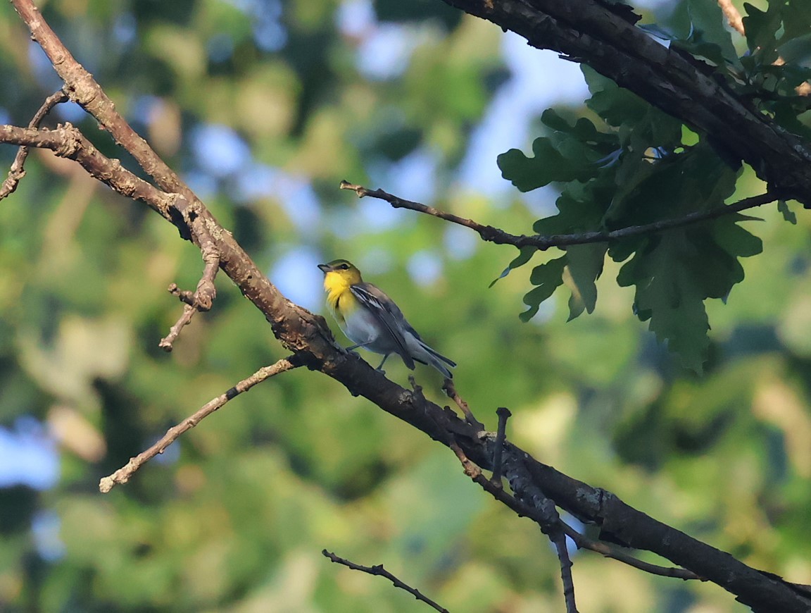 Sarı Gerdanlı Vireo - ML638227753