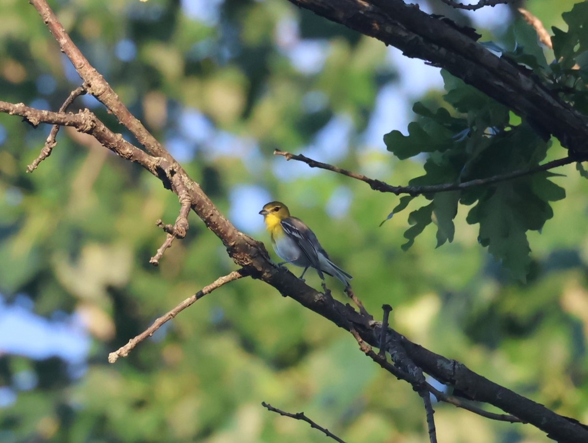 Sarı Gerdanlı Vireo - ML638227754