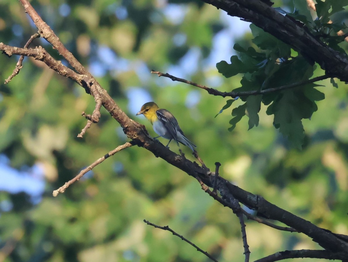 Sarı Gerdanlı Vireo - ML638227755