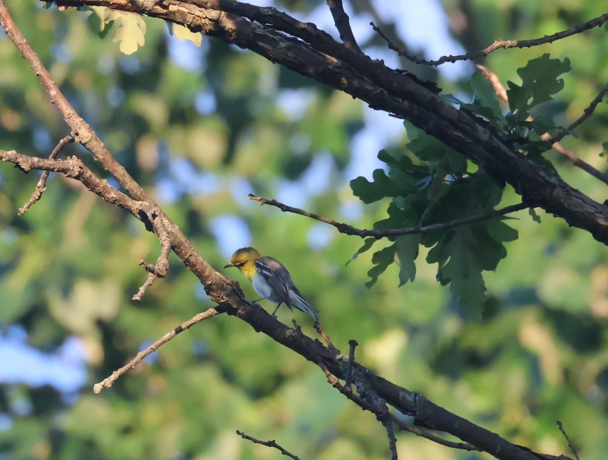 Sarı Gerdanlı Vireo - ML638227756