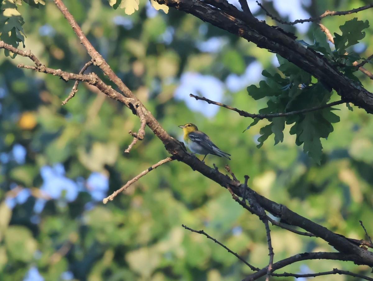 Sarı Gerdanlı Vireo - ML638227757
