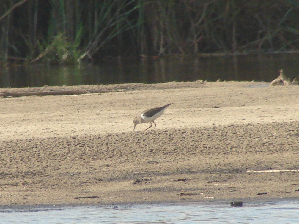 Common Sandpiper - ML638227793
