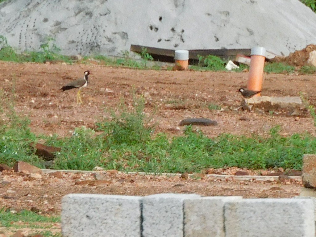 Red-wattled Lapwing - ML638227794