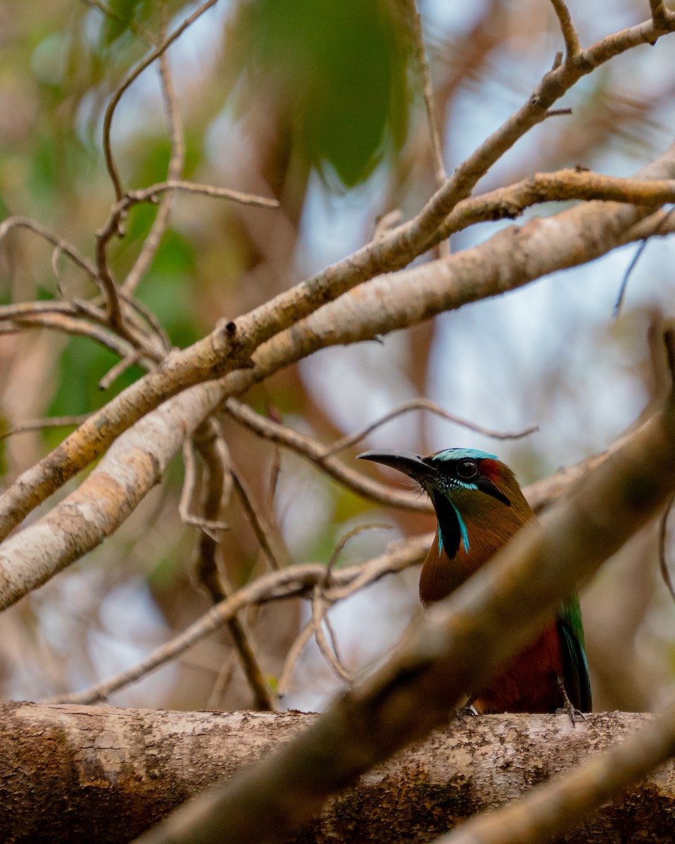 Turquoise-browed Motmot - ML638227805