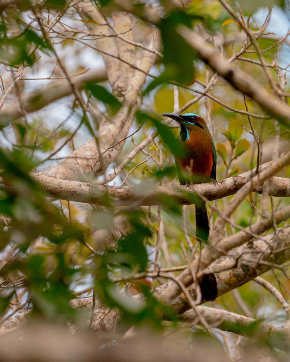 Turquoise-browed Motmot - ML638227806