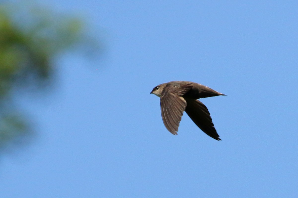 Chimney Swift - ML638227824