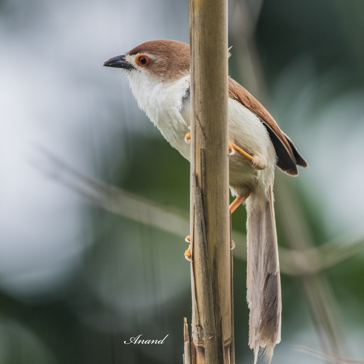 Yellow-eyed Babbler - ML638227825