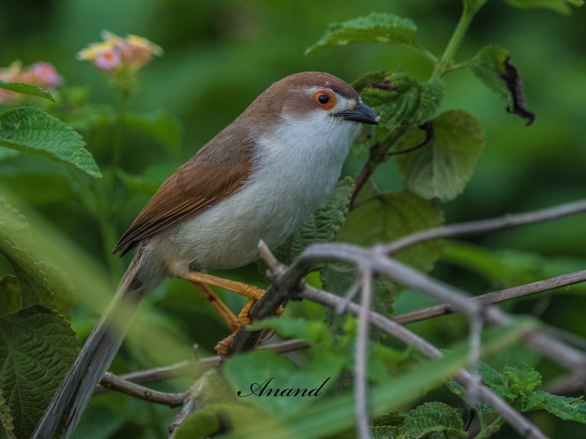 Yellow-eyed Babbler - ML638227827