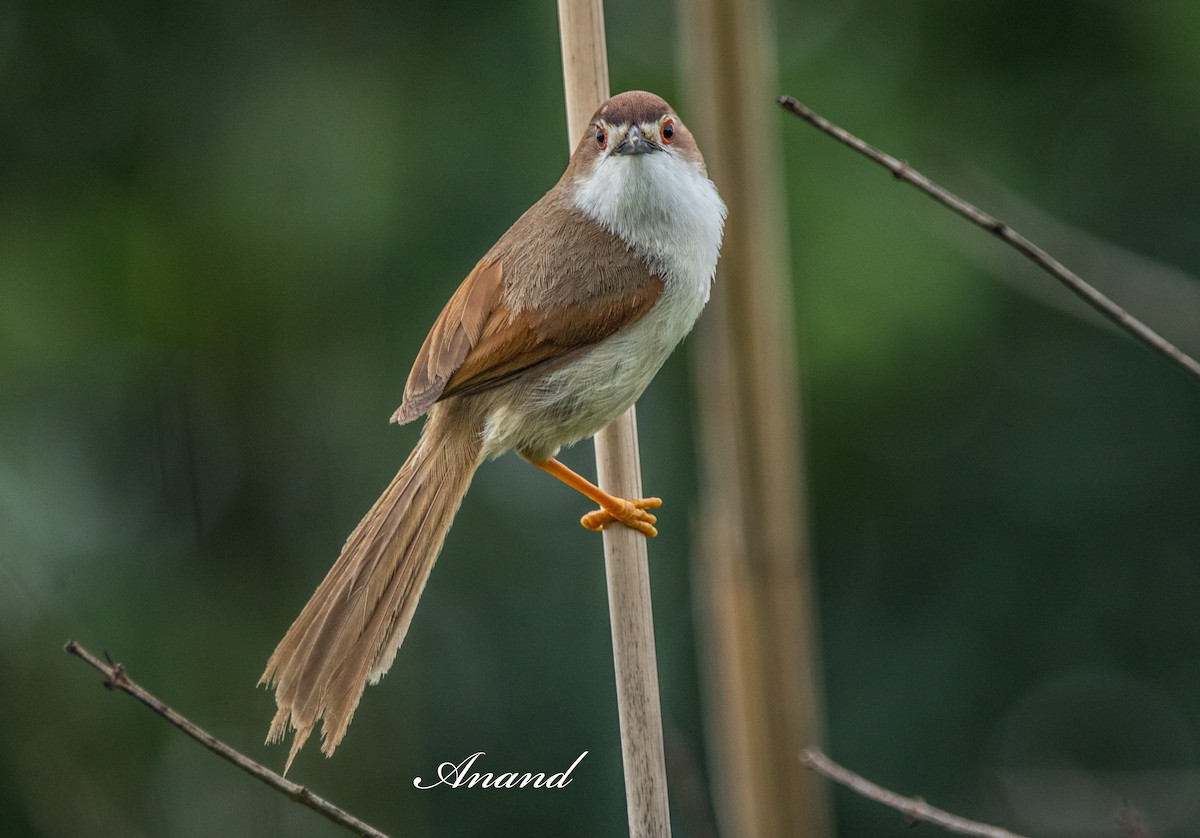 Yellow-eyed Babbler - ML638227829
