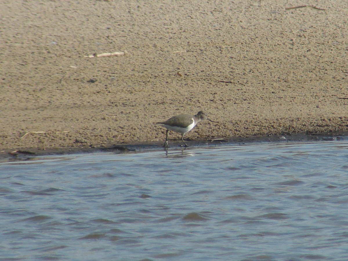 Common Sandpiper - ML638227833