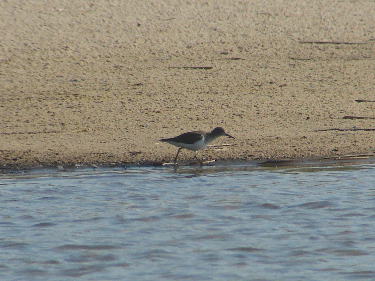 Common Sandpiper - ML638227834
