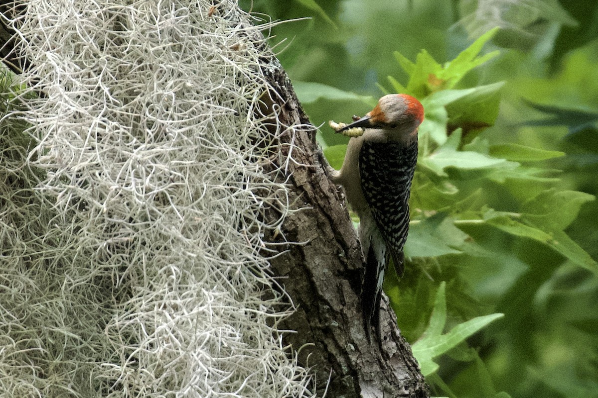 Red-bellied Woodpecker - ML638227885