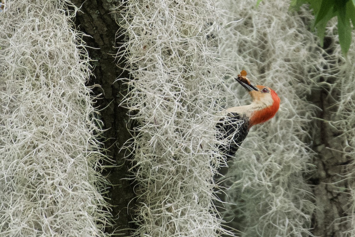 Red-bellied Woodpecker - ML638227887