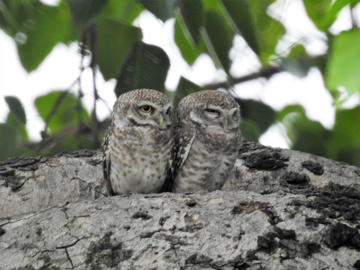 Spotted Owlet - ML638227897