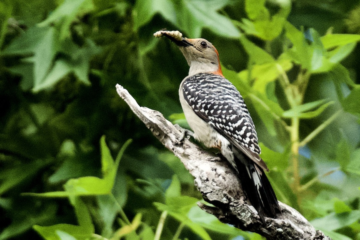 Red-bellied Woodpecker - ML638227901