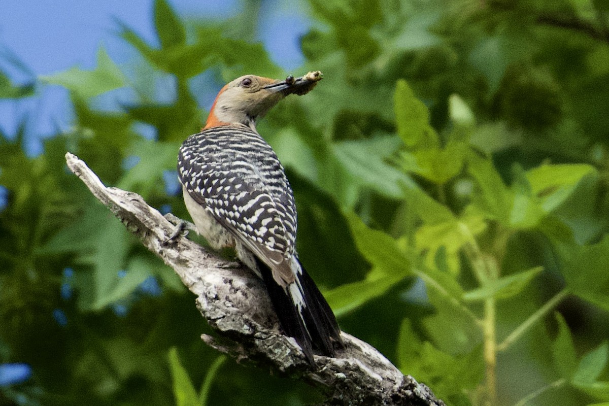 Red-bellied Woodpecker - ML638227903