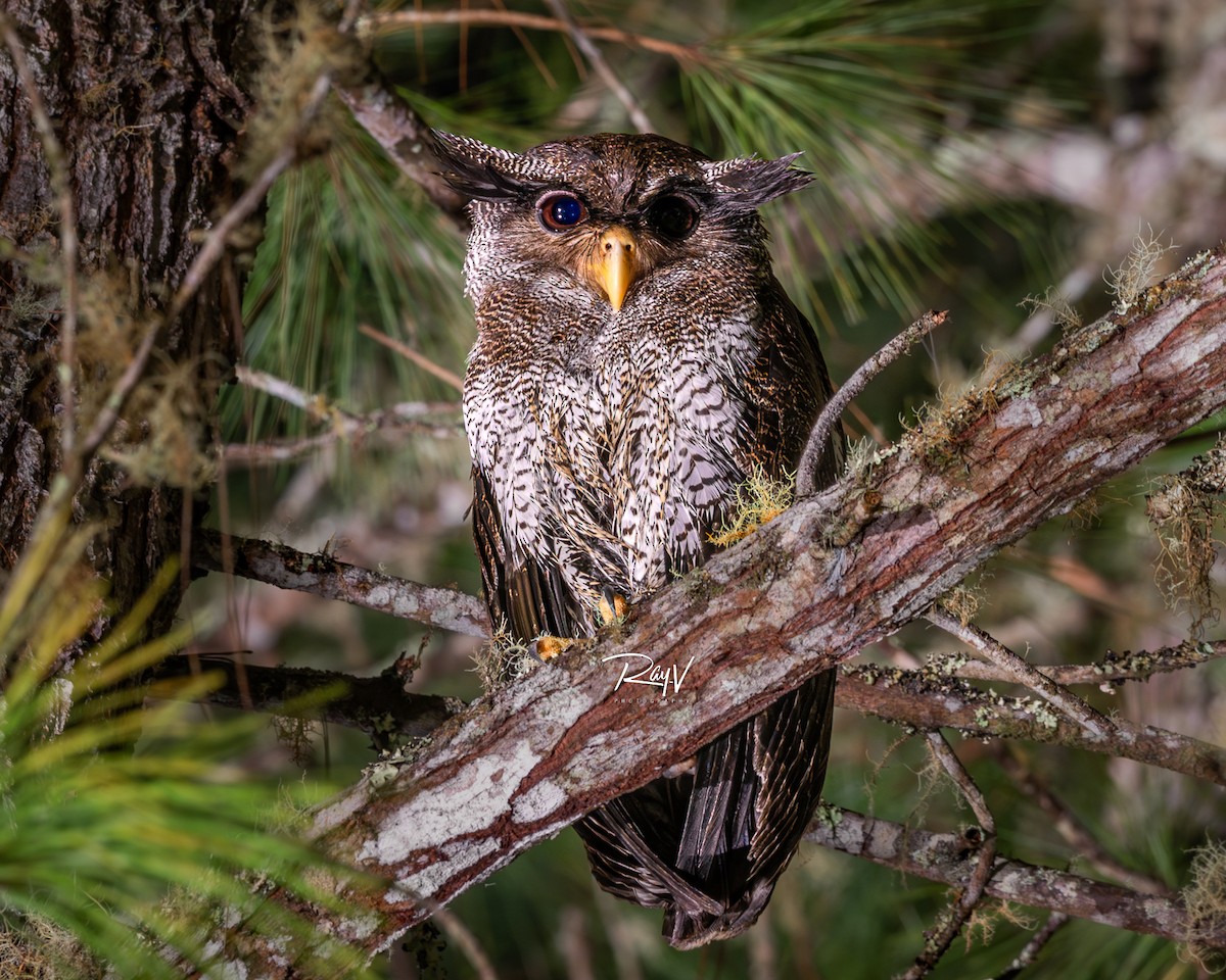 Barred Eagle-Owl - ML638227911
