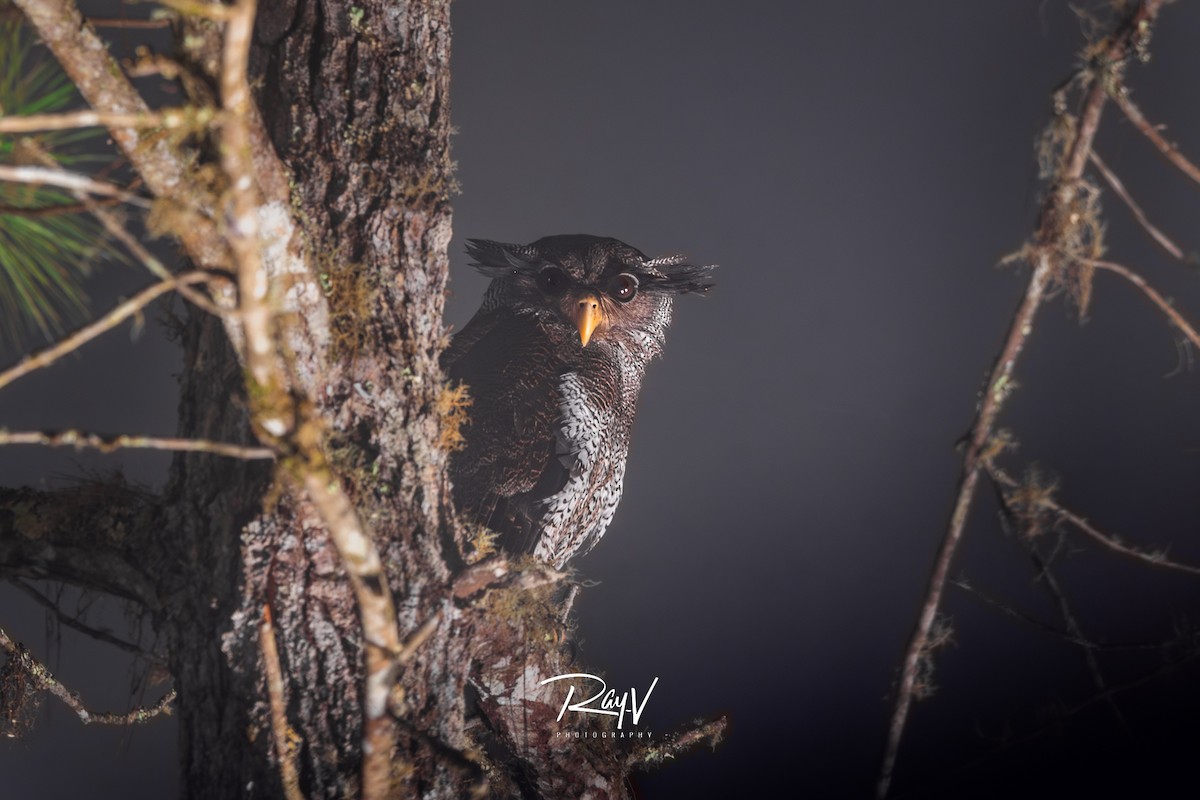 Barred Eagle-Owl - ML638227912