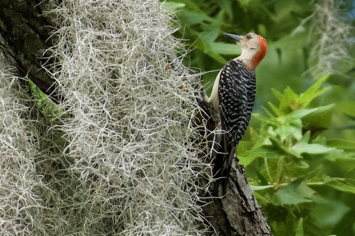 Red-bellied Woodpecker - ML638227917