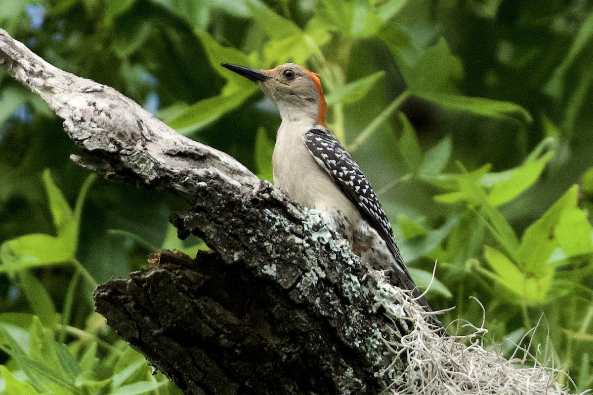 Red-bellied Woodpecker - ML638227918