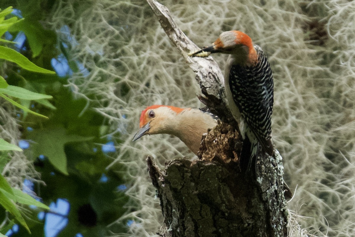 Red-bellied Woodpecker - ML638227946