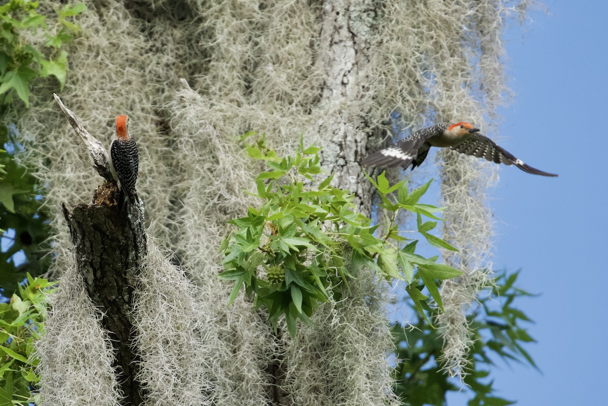 Red-bellied Woodpecker - ML638227952
