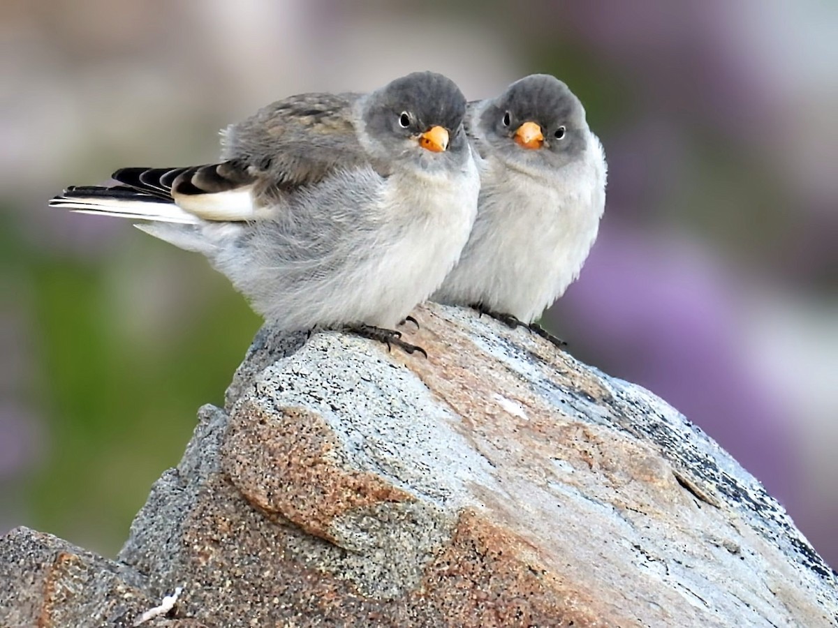White-winged Snowfinch - ML638227954