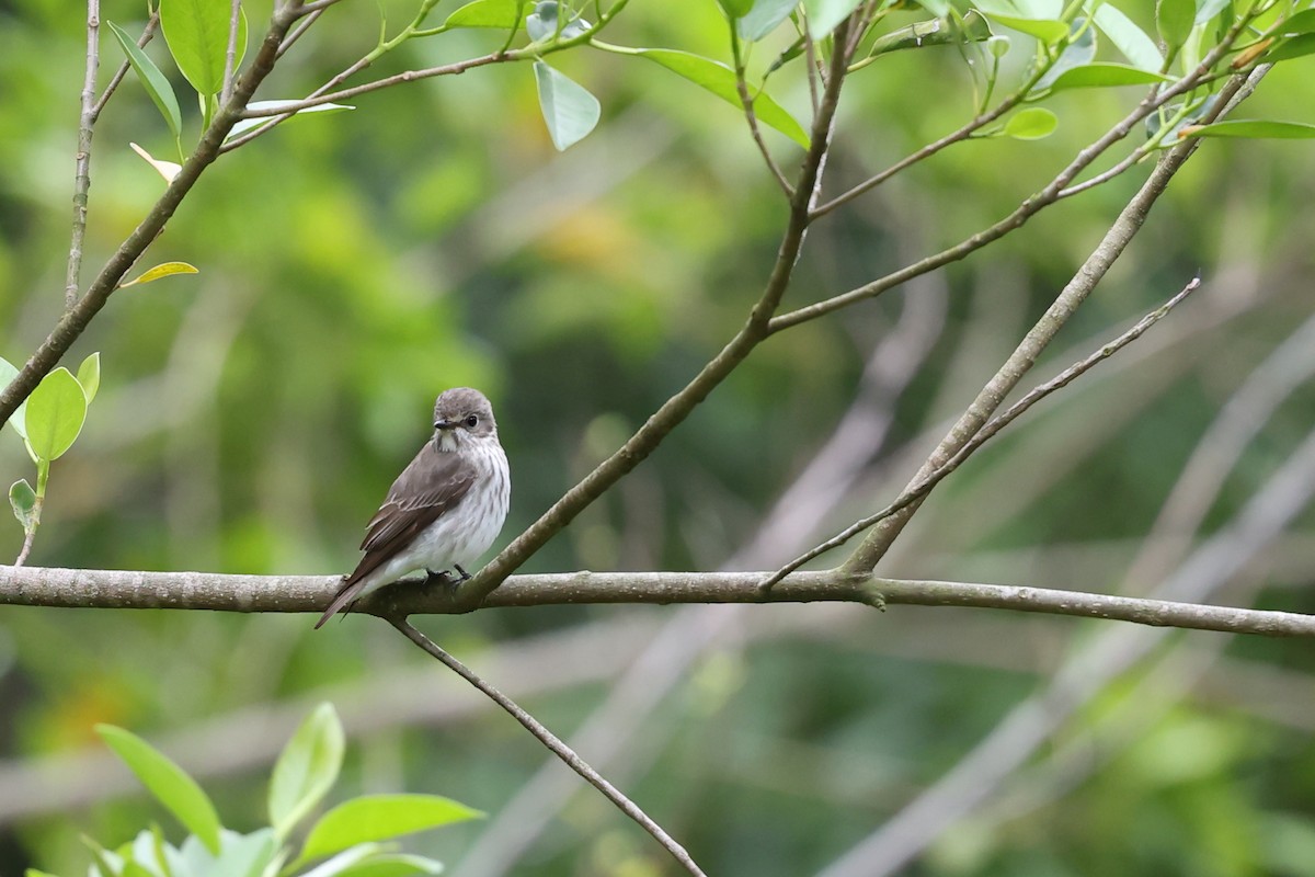 Gray-streaked Flycatcher - ML638227971