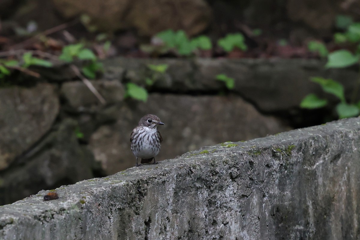 Gray-streaked Flycatcher - ML638227972