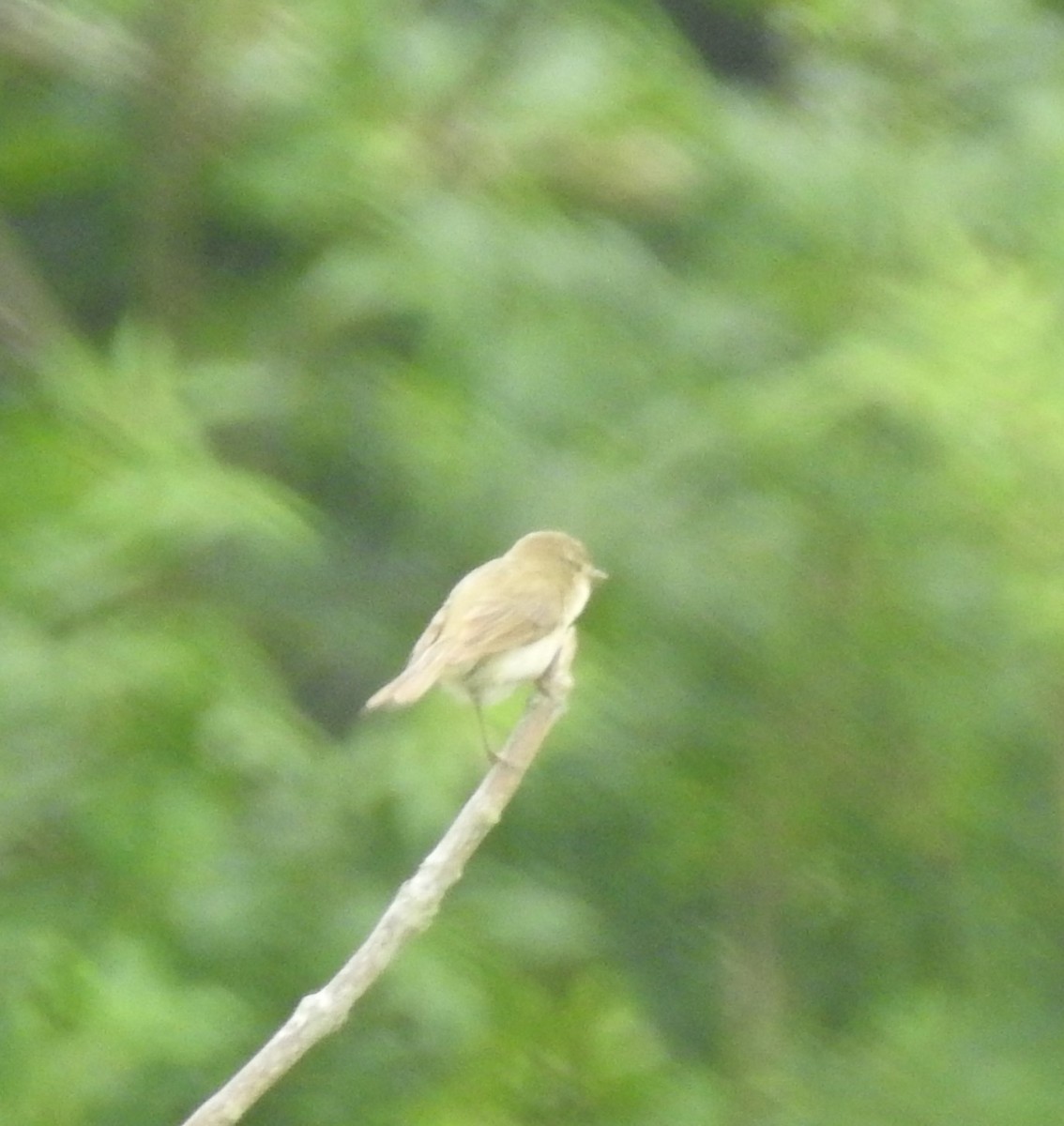Common Chiffchaff - ML638227975