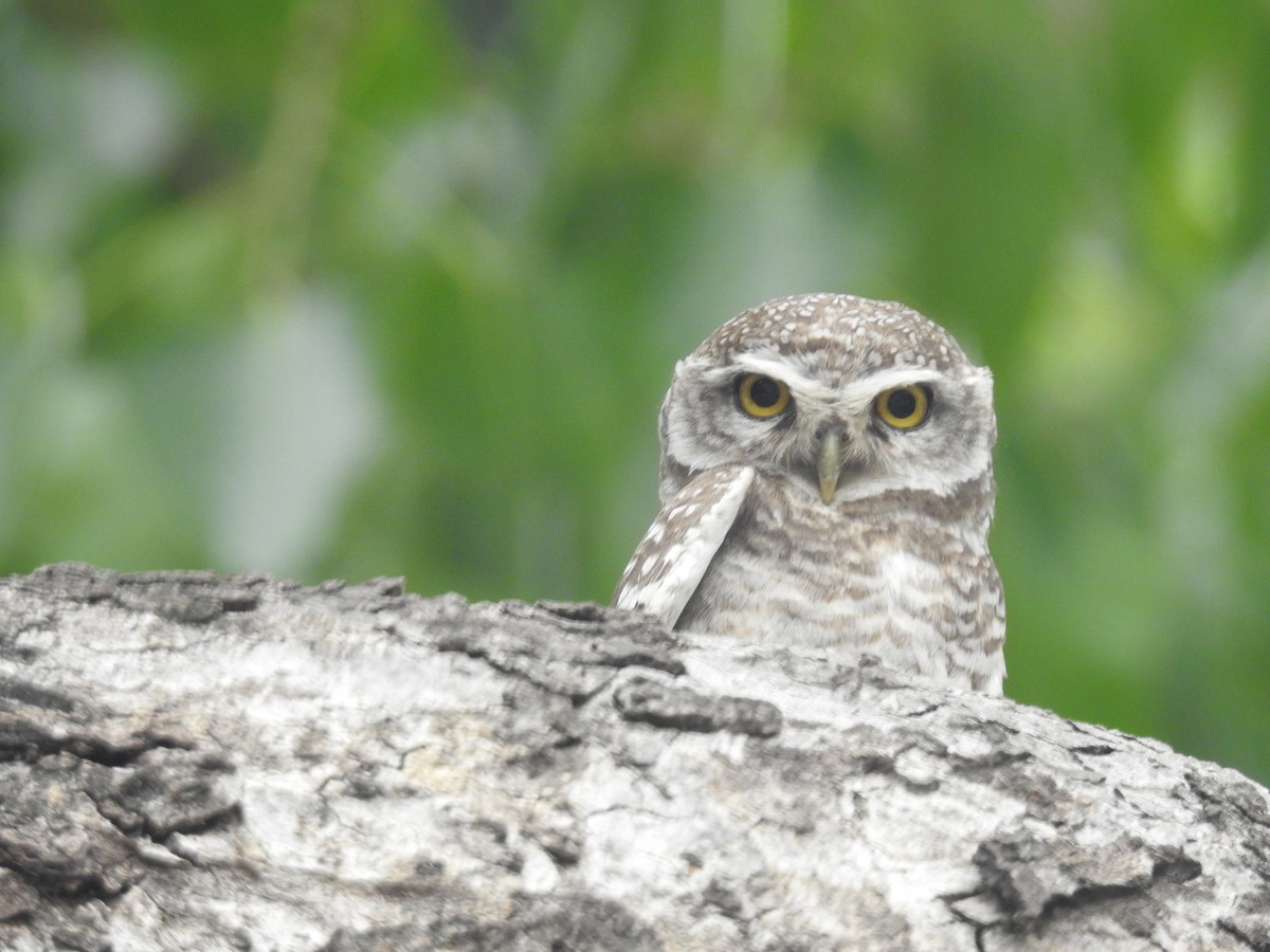Spotted Owlet - ML638227981