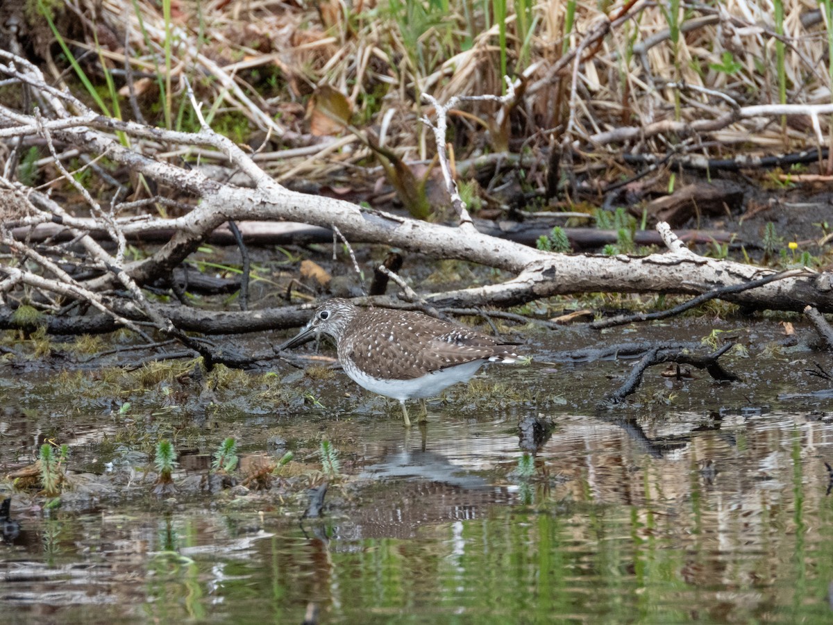Solitary Sandpiper - ML638227990