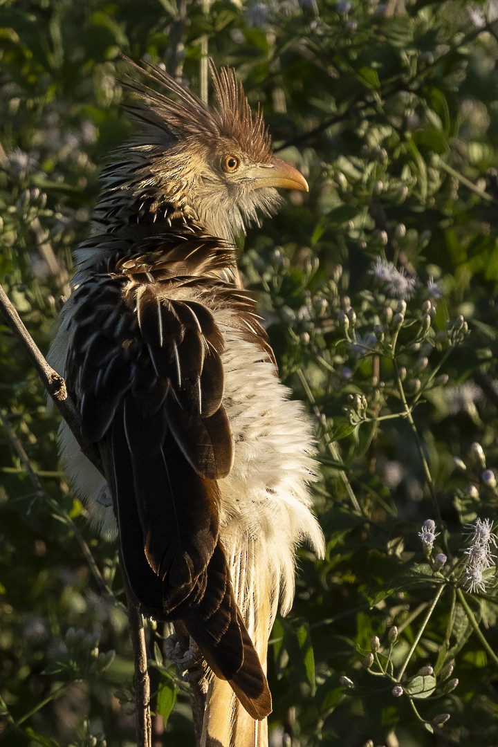 Guira Cuckoo - ML638227995