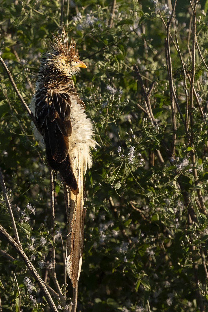 Guira Cuckoo - ML638227996
