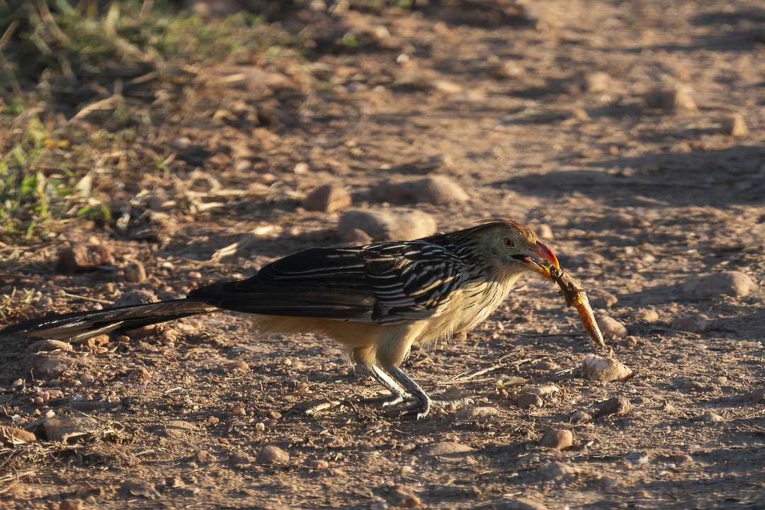 Guira Cuckoo - ML638227997
