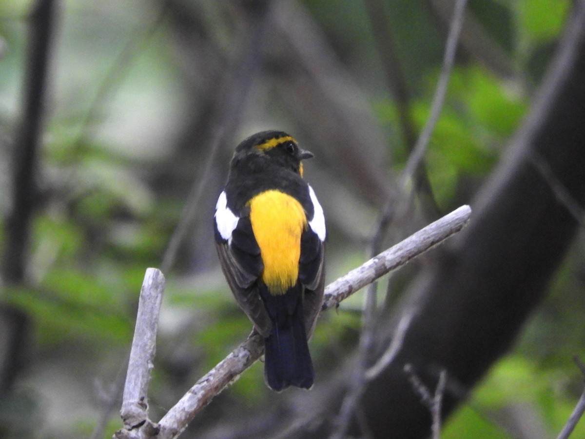 Narcissus Flycatcher - ML638228022