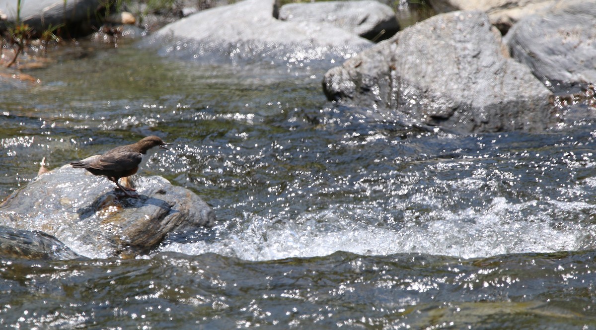 White-throated Dipper - ML638228023