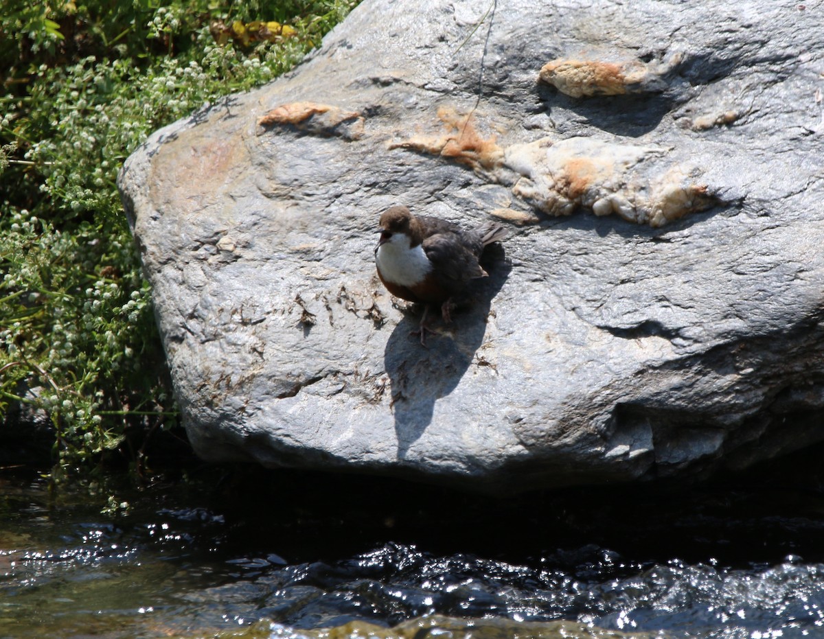 White-throated Dipper - ML638228027