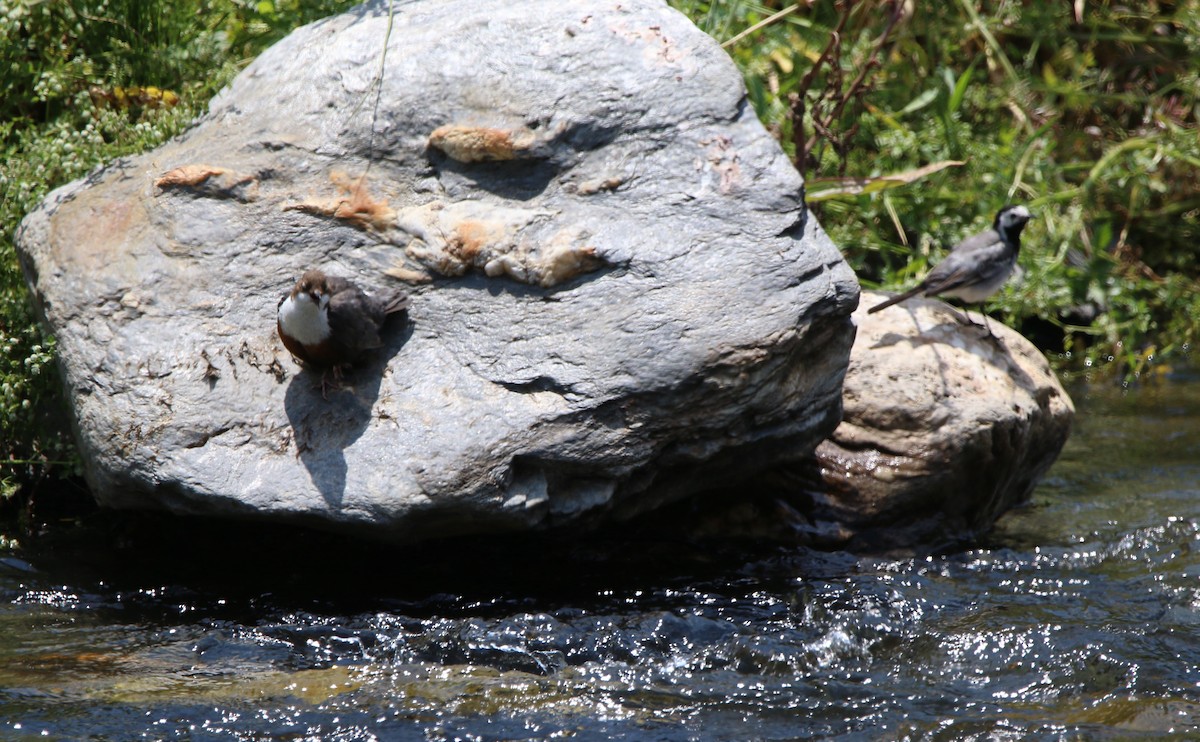 White-throated Dipper - ML638228028