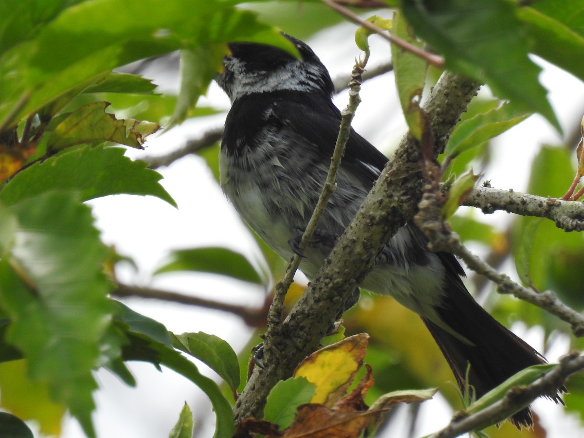 Variable Seedeater (Variable) - ML638228048