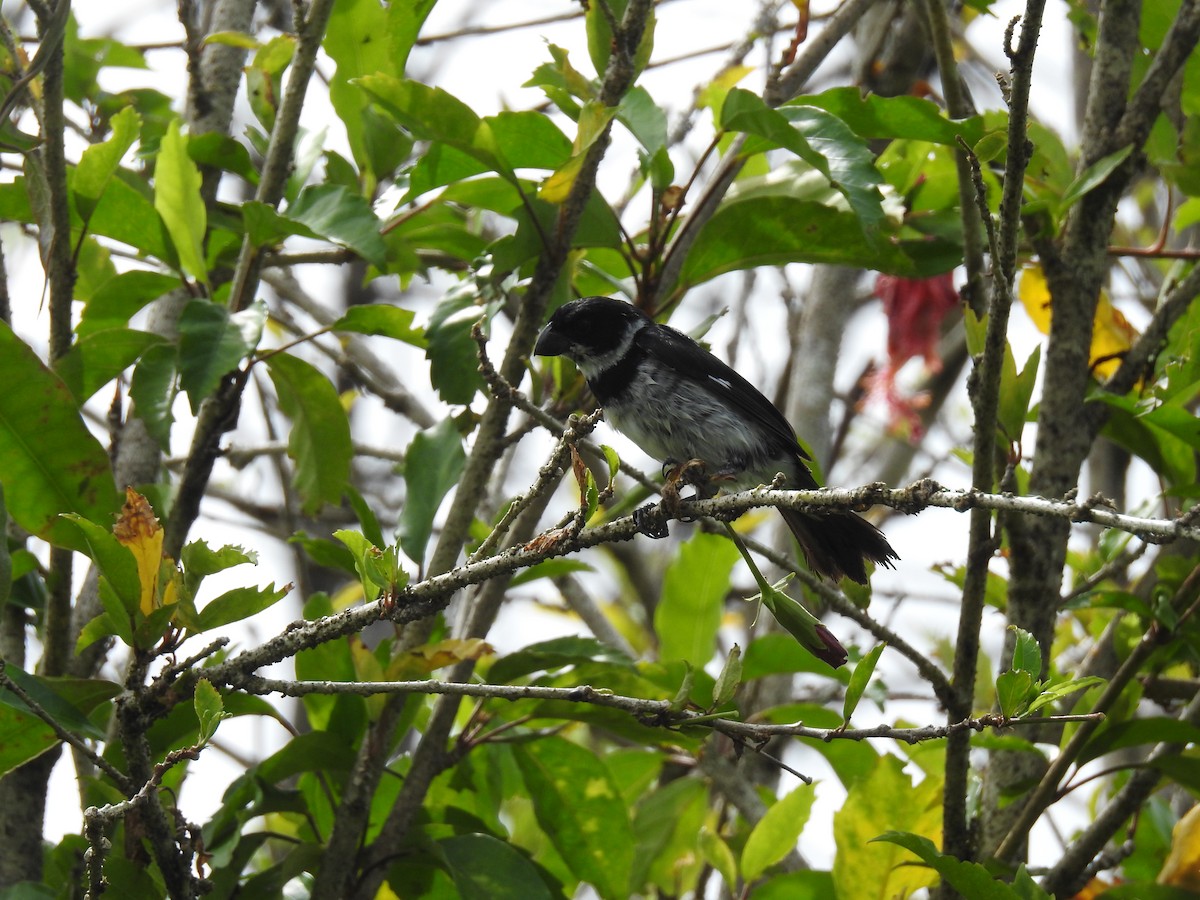 Variable Seedeater (Variable) - ML638228049