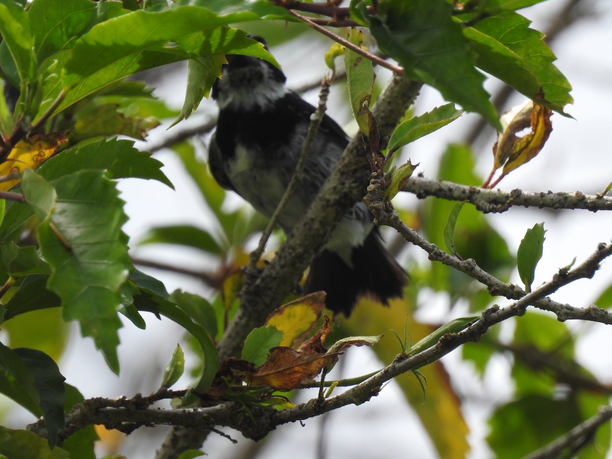 Variable Seedeater (Variable) - ML638228050